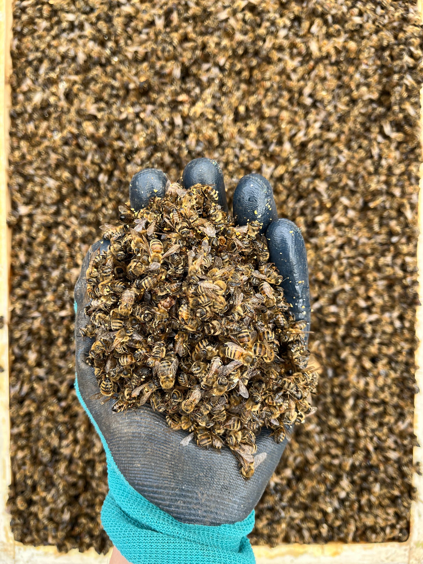 a handful of dead honey bees over more dead honey bees from a lost colony
