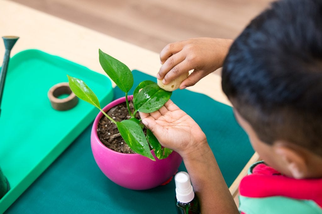 Child caring for a plant in a Montessori classroom, learning responsibility through real work rather than a chore chart.