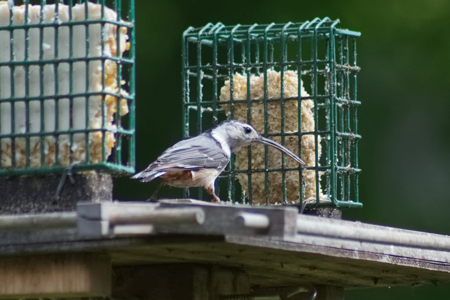 White-Breasted Nuthatch with overgrown beak White-Breasted Nuthatch with overgrown beak
