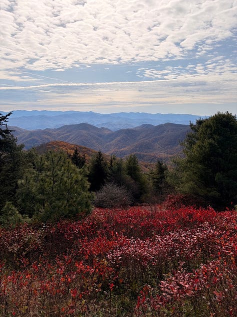 Earth day photography of mountains, palm trees, flowers, and the ocean