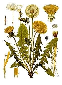 A plant with many flowers

AI-generated content may be incorrect.