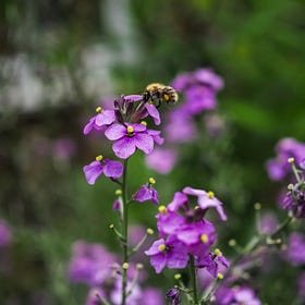 Seasonal Moments in Nature | July 2026