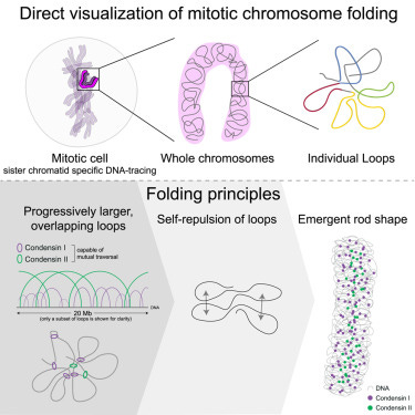 Graphical abstract undfig1