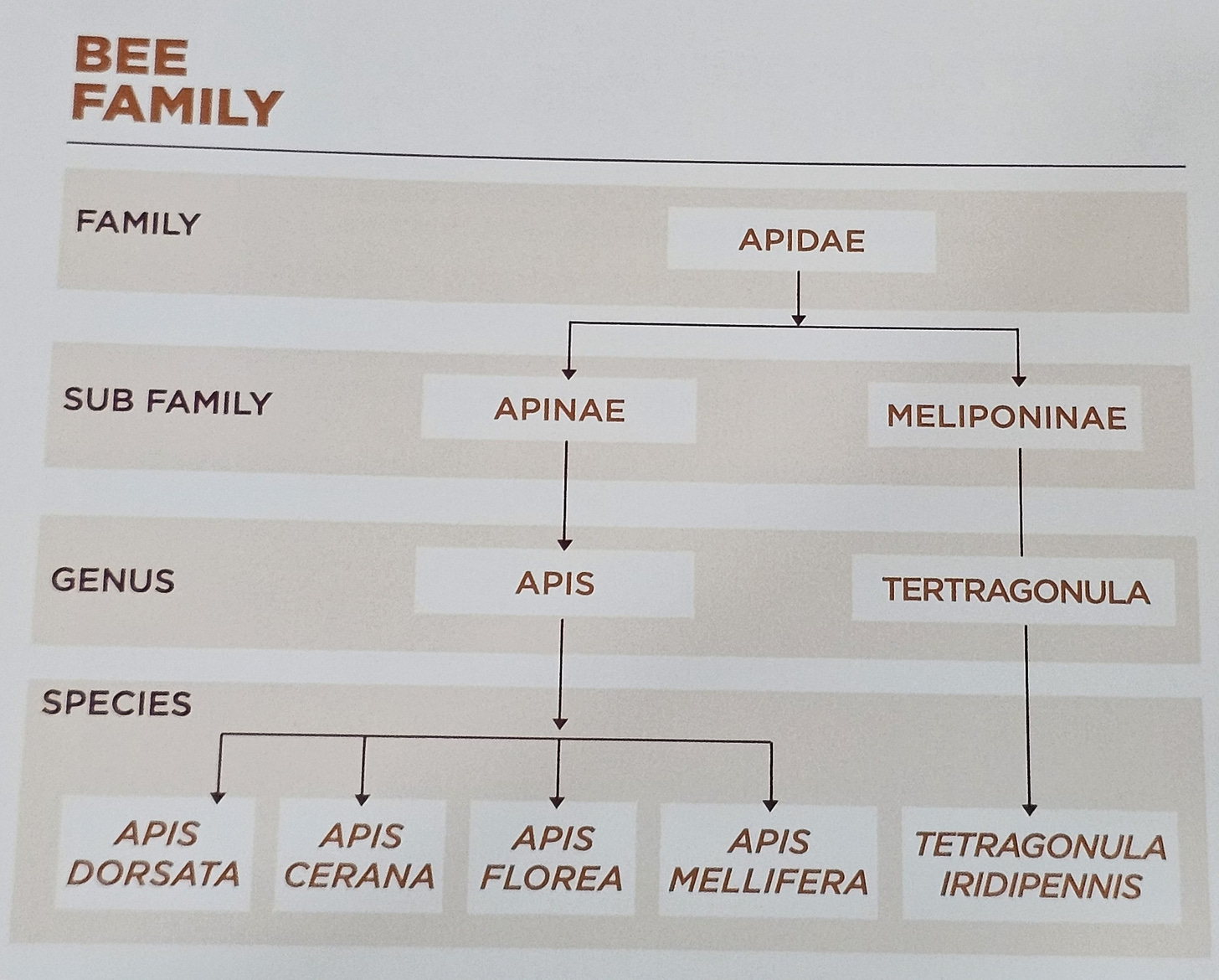 Hierarchical taxonomy chart of the Apidae bee family showing the classification from subfamily through genus to species level, including honeybee species commonly used in beekeeping.