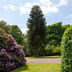 143. Giant Haystack Tree