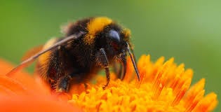 File:Bumblebee (44663256).jpeg - Wikimedia Commons File:Bumblebee (44663256).jpeg - Wikimedia Commons
