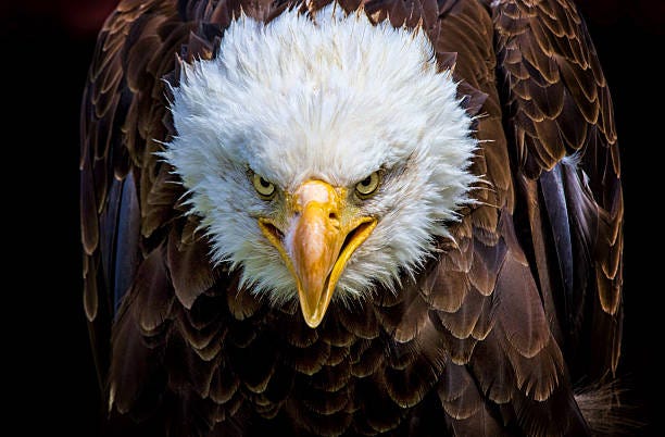 36,600+ Eagle Face Stock Photos, Pictures & Royalty-Free Images - iStock | Bald eagle face, Eagle face vector 36,600+ Eagle Face Stock Photos, Pictures & Royalty-Free Images - iStock | Bald eagle face, Eagle face vector
