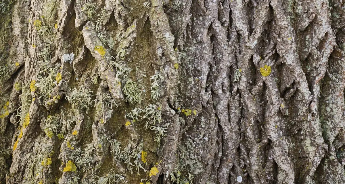 How to identify ash trees | Gardens Illustrated