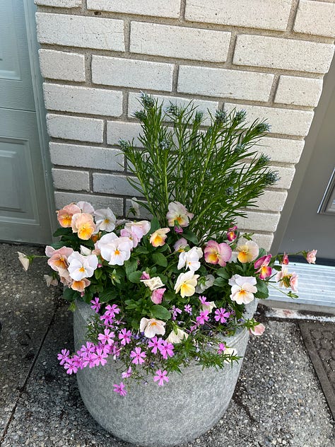 asparagus, arugula, front planter, Vancouver Mystic Gem clematis, plants ready to go out, lupine 'Masterpiece', Paradise garden after rain, Boulevard native garden, replanted cercis 'Flamethrower' (aka 'Eternal Flame')