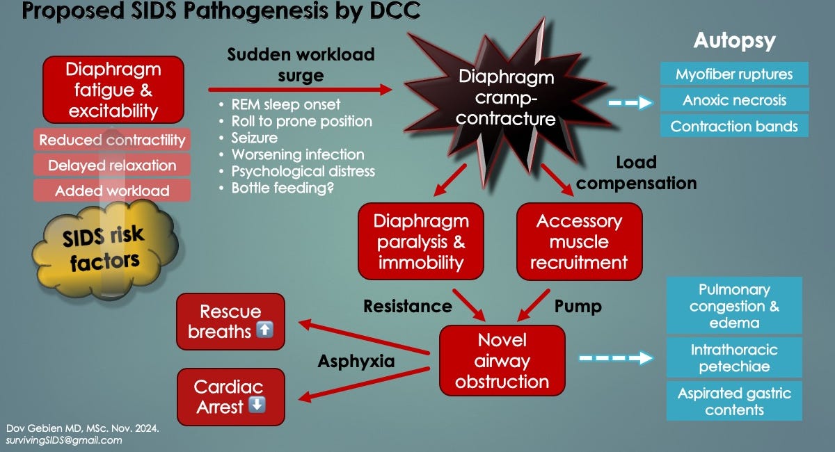 Companion Guide to "Uncovering Diaphragm Cramp in SIDS and Other Sudden Unexpected deaths"