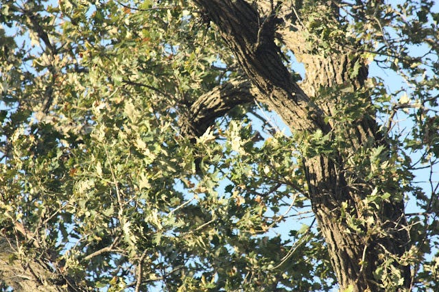 Oak tree with Oak Leaf Tatter on the farm