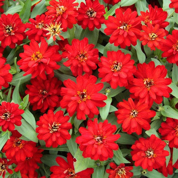 a buncha red zinnias