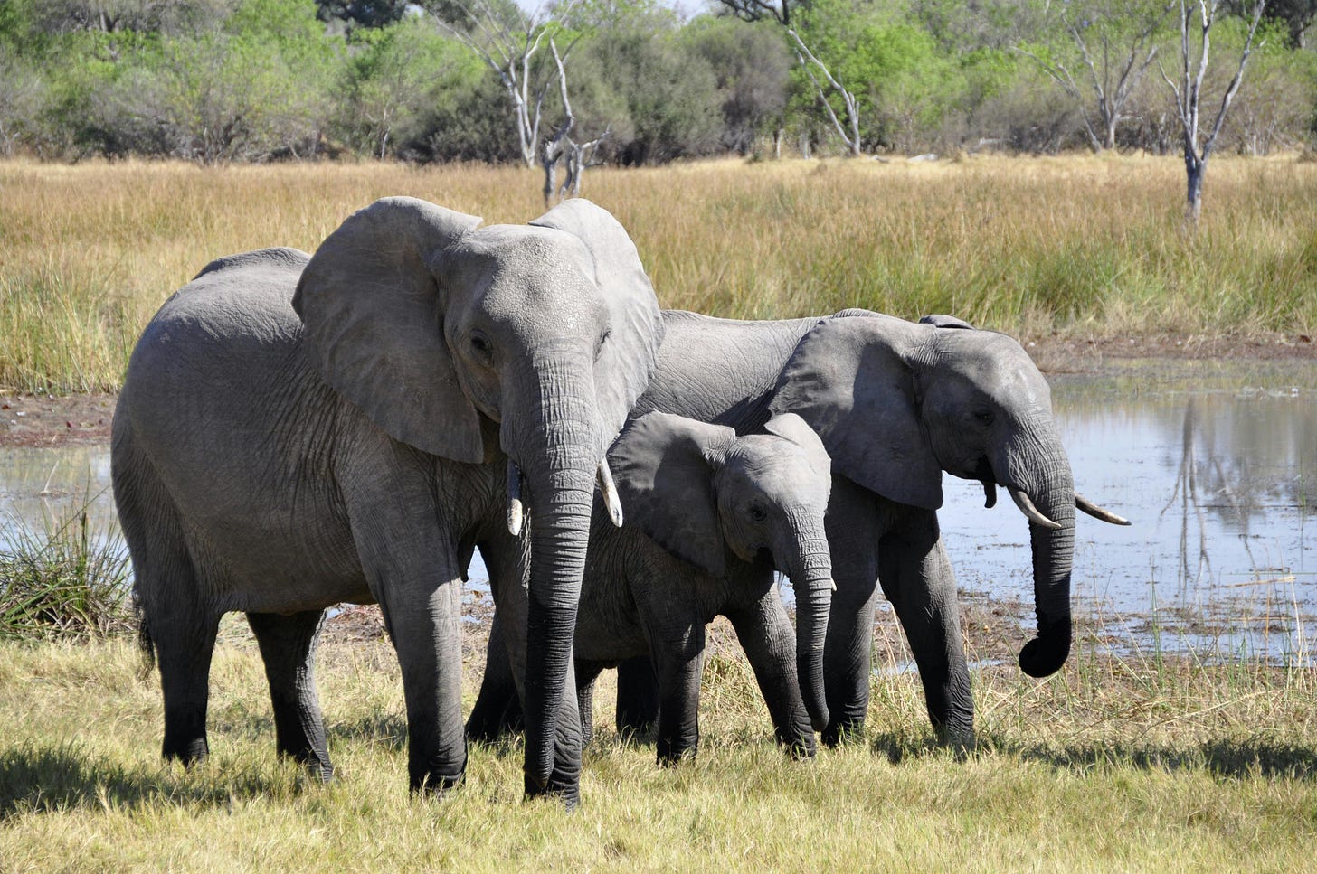 A family of elephants standing by a waterhole, representing how humans instantly recognize animals while computers initially see only pixels.