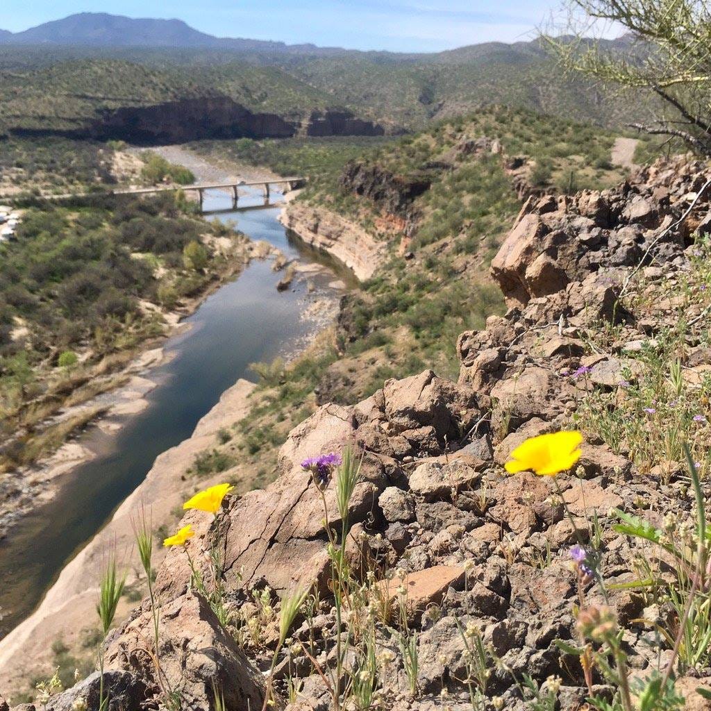 View into a desert canyon with yellow and purple flowers in the foreground. Below, a desert creek oozes downstream.