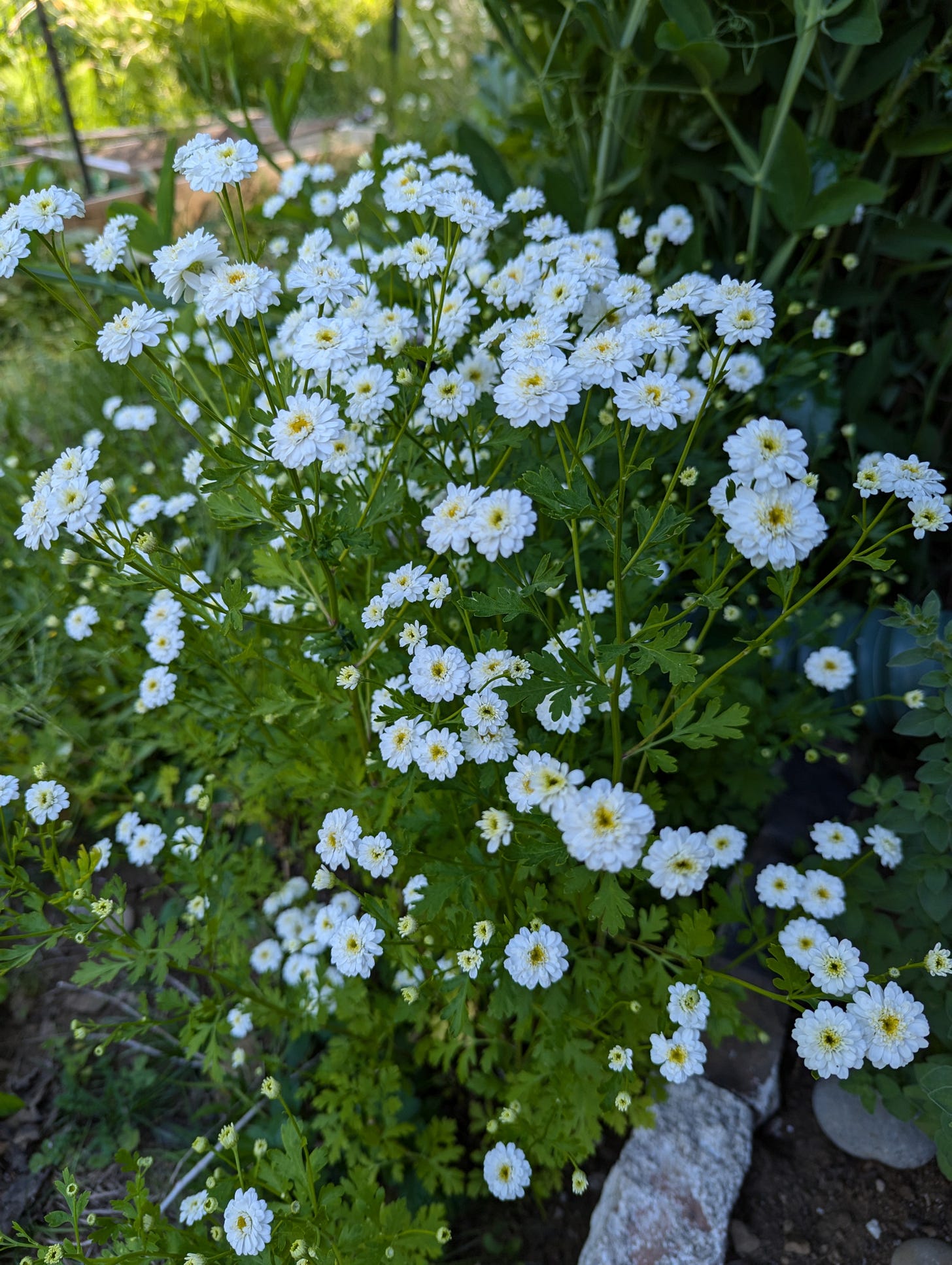 A mound of feverfew plants, covered in white blossoms with yellow centers