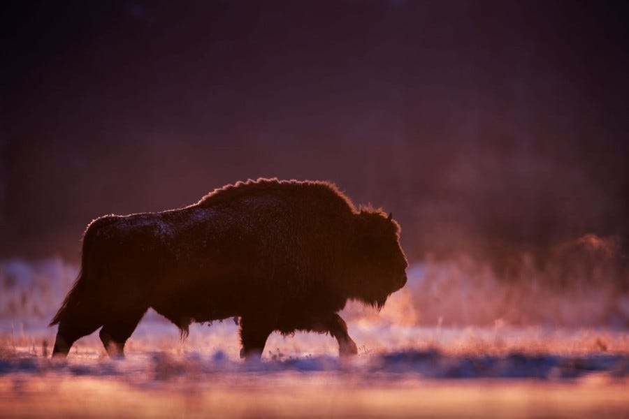 A bison walks through a field on a misty day.