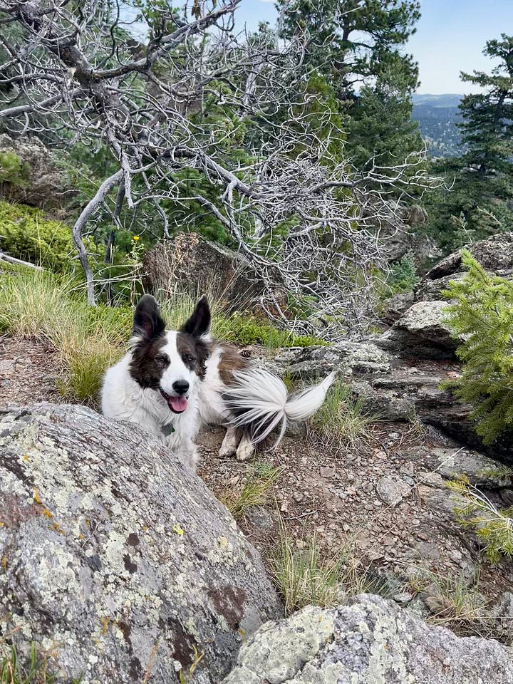 A man and dog on a rock overlook and another dog resting by a rock