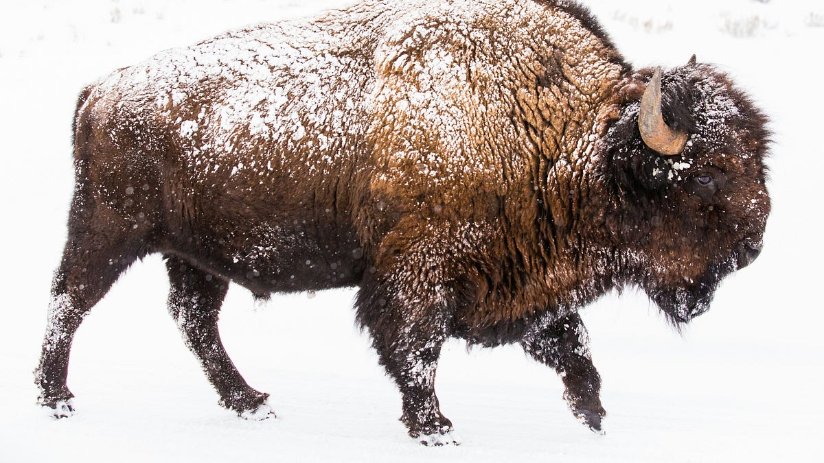 The Silent Strength of the Bison - For the Planet