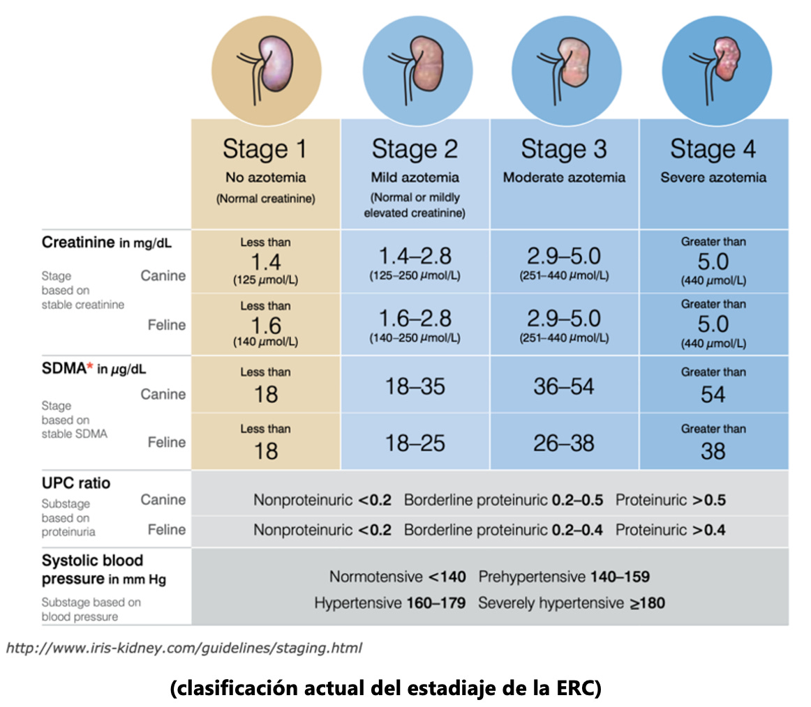 Enfermedad renal crónica en perros y gatos (I)