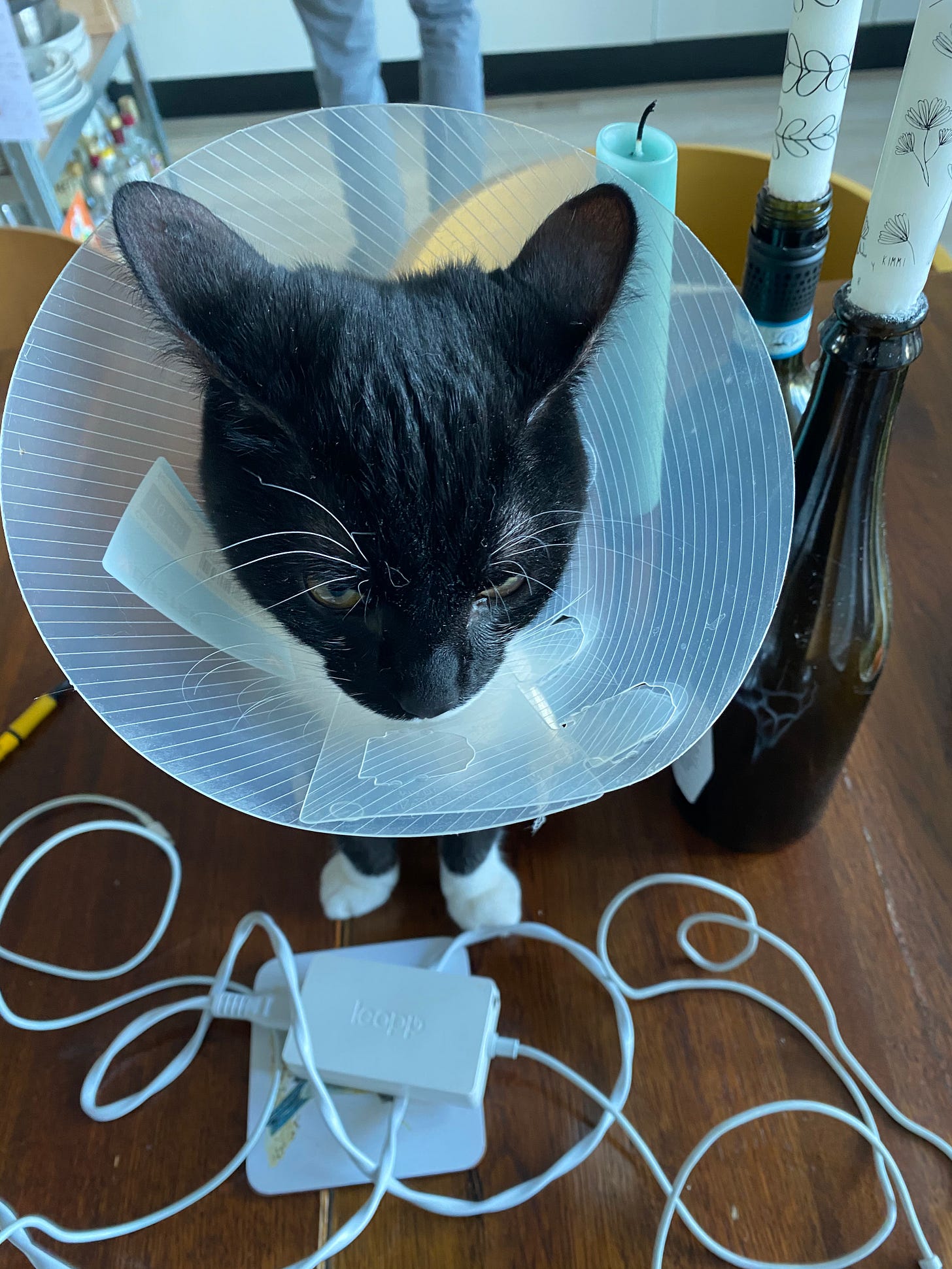 Foto van een zwart katje van boven af genomen. De kat heeft zo'n plastic kap op waardoor hij zichzelf niet kan likken