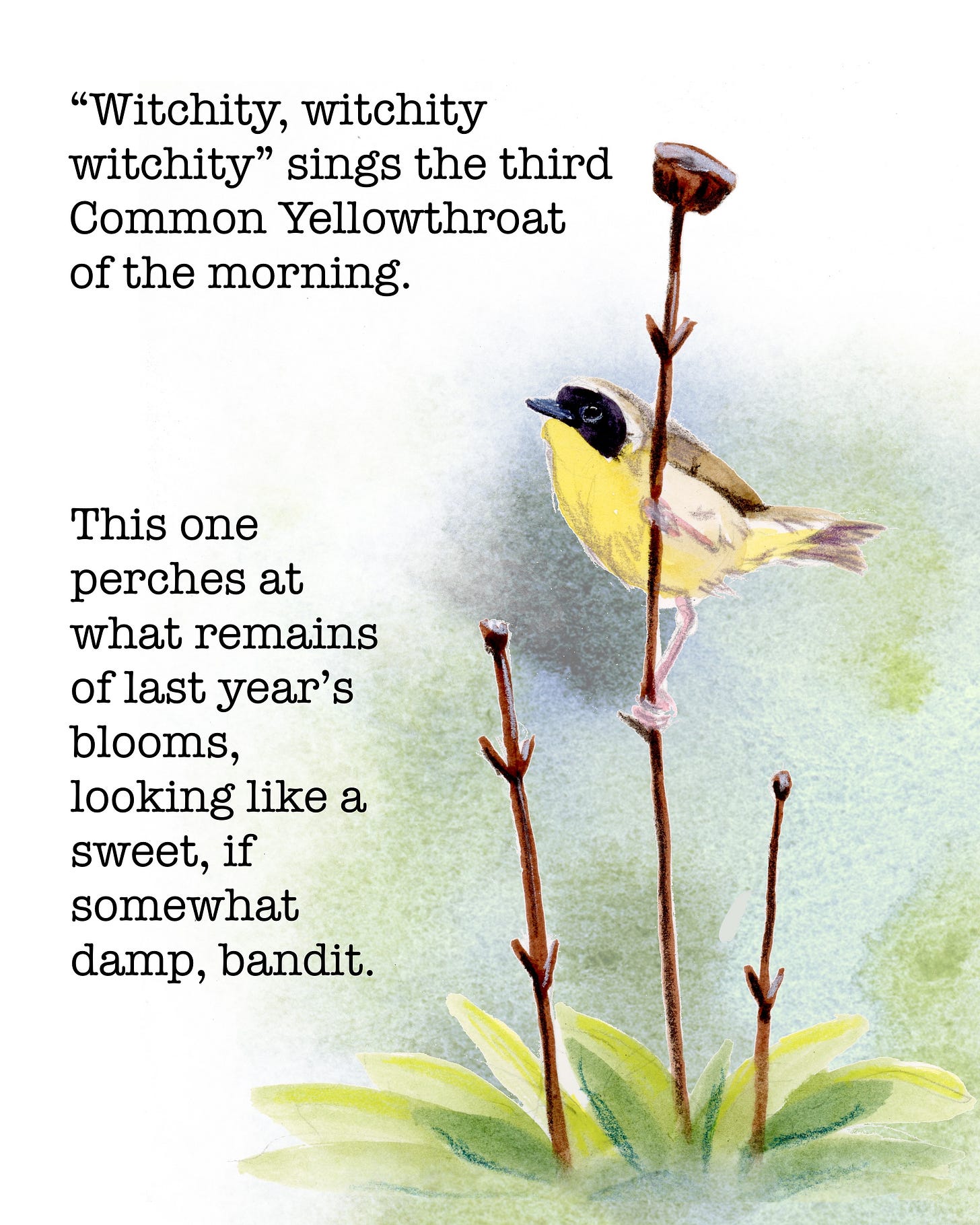 “Witchity, witchity witchity” sings the third Common Yellowthroat of the morning. This one perches at what remains of last year’s blooms, looking like a sweet, if somewhat damp, bandit.