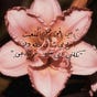 رِينا's avatar