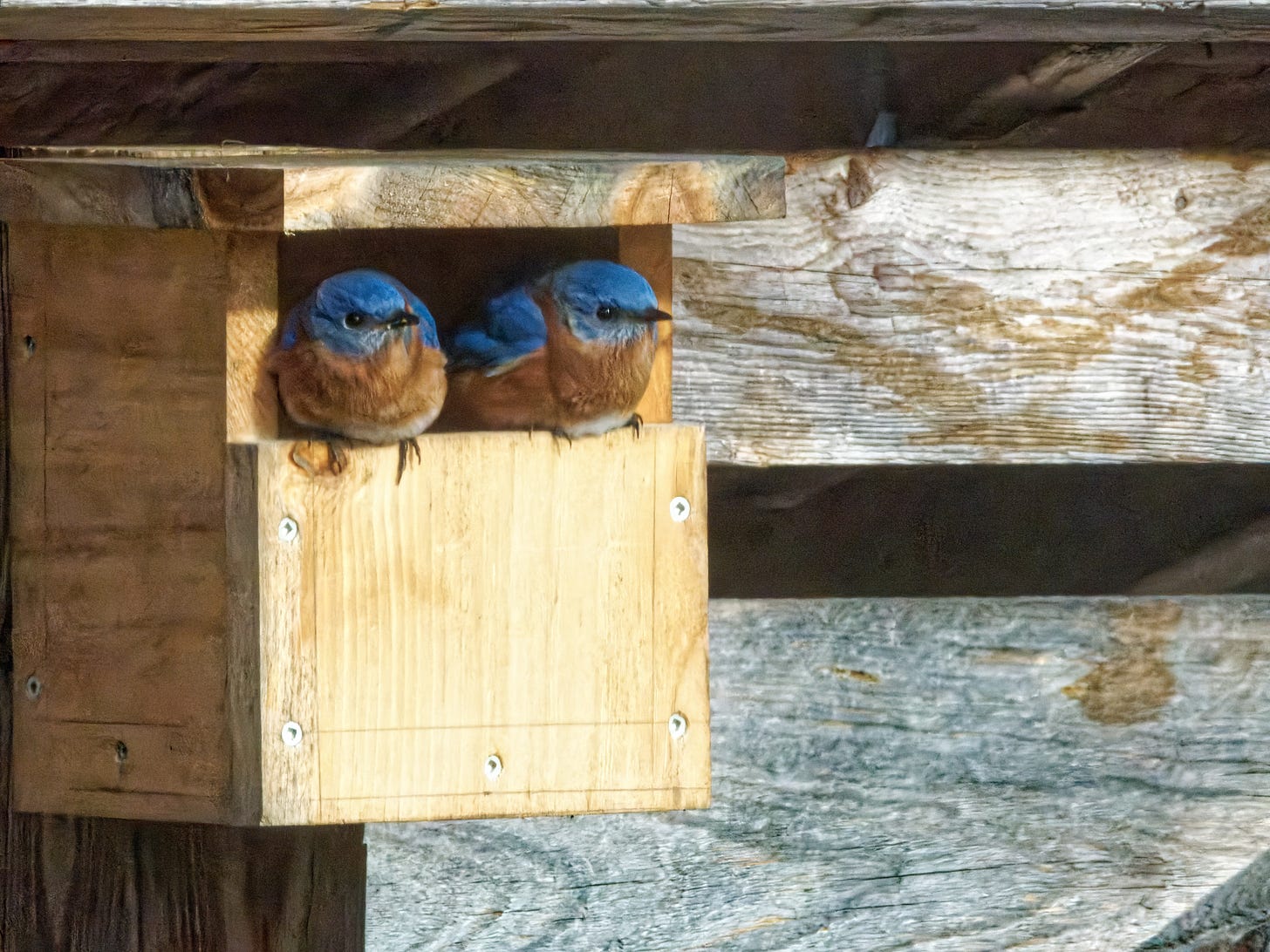 Eastern Bluebirds