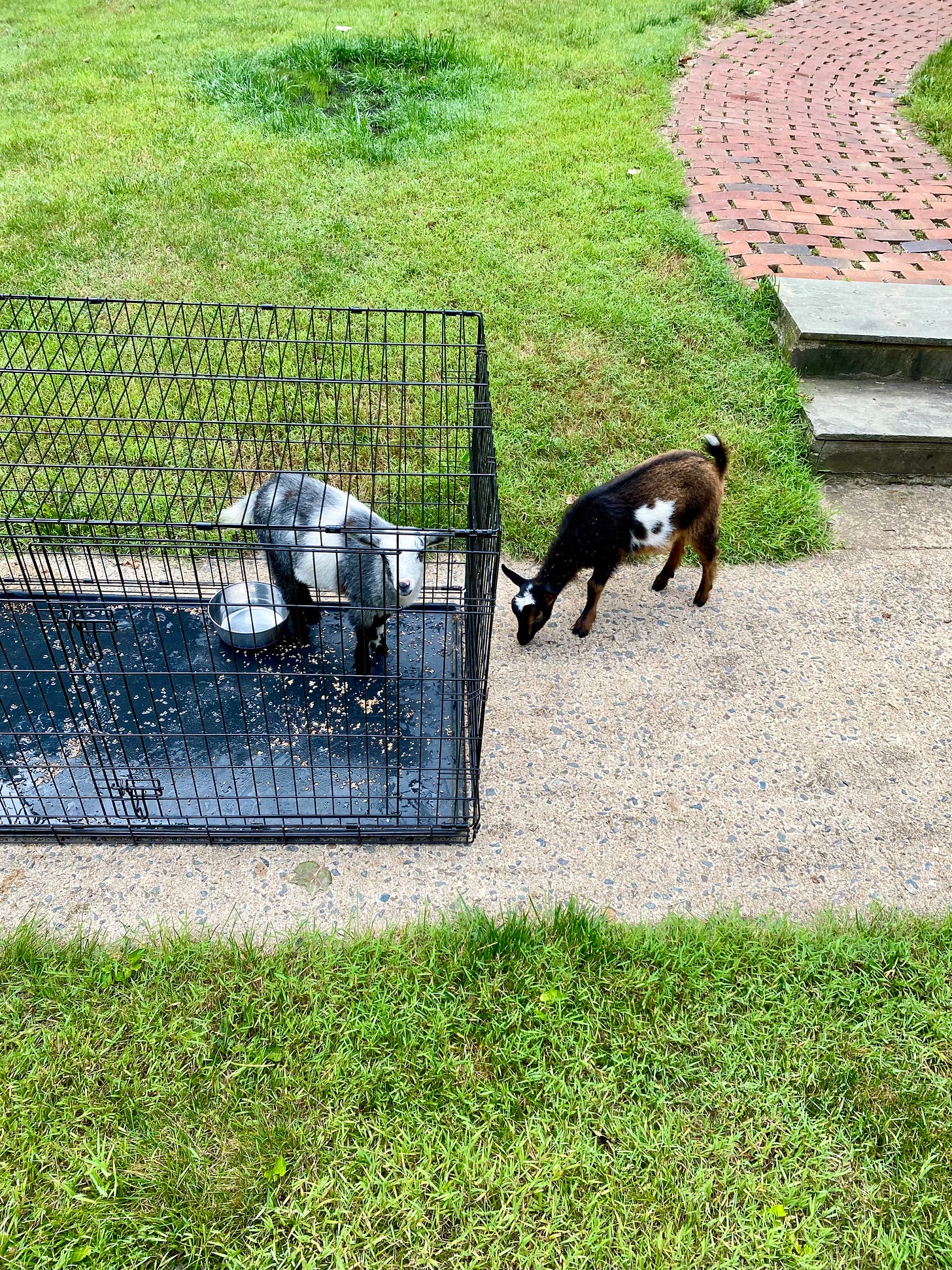Goats in a dog crate Goats in a dog crate