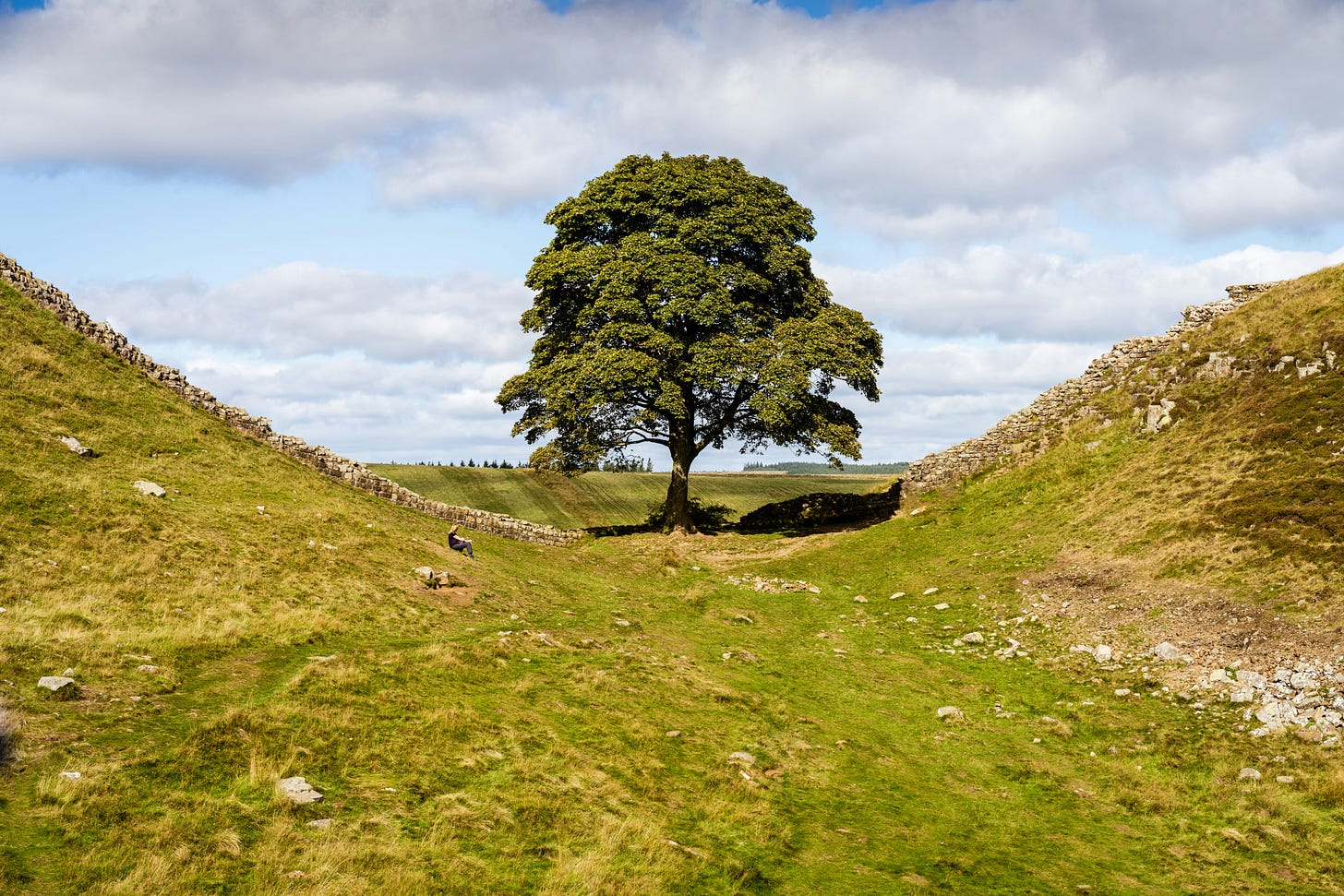 A large sycamore tree standing alone on Hadrian's wall... A large sycamore tree standing alone on Hadrian's wall...