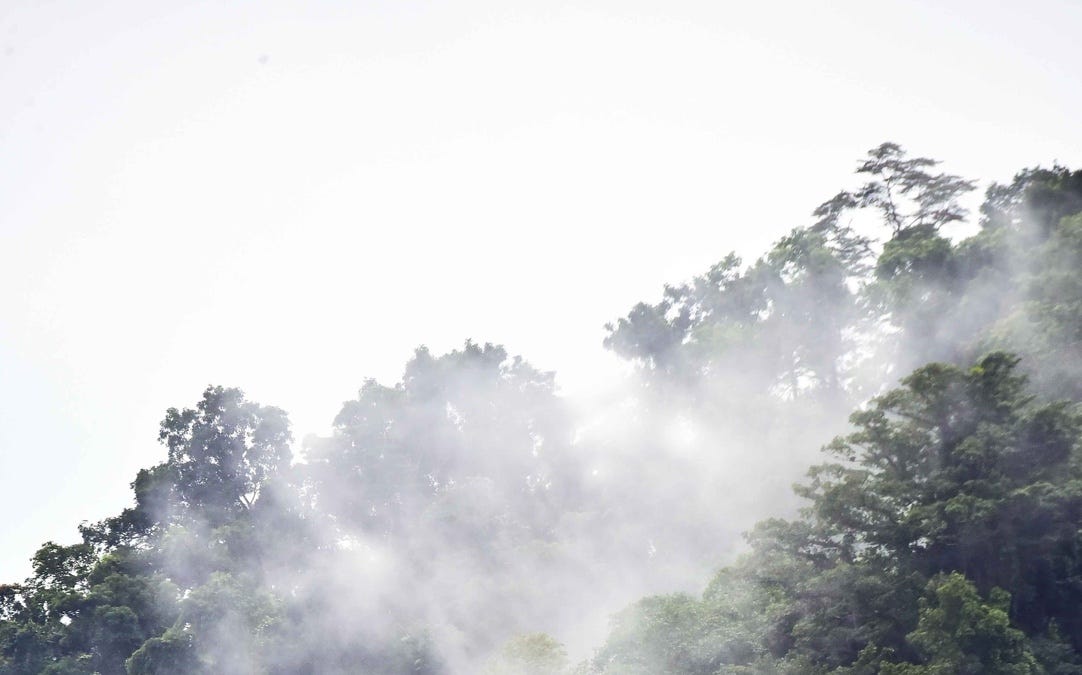 Decoding our rain: disentangling ocean, land and trees