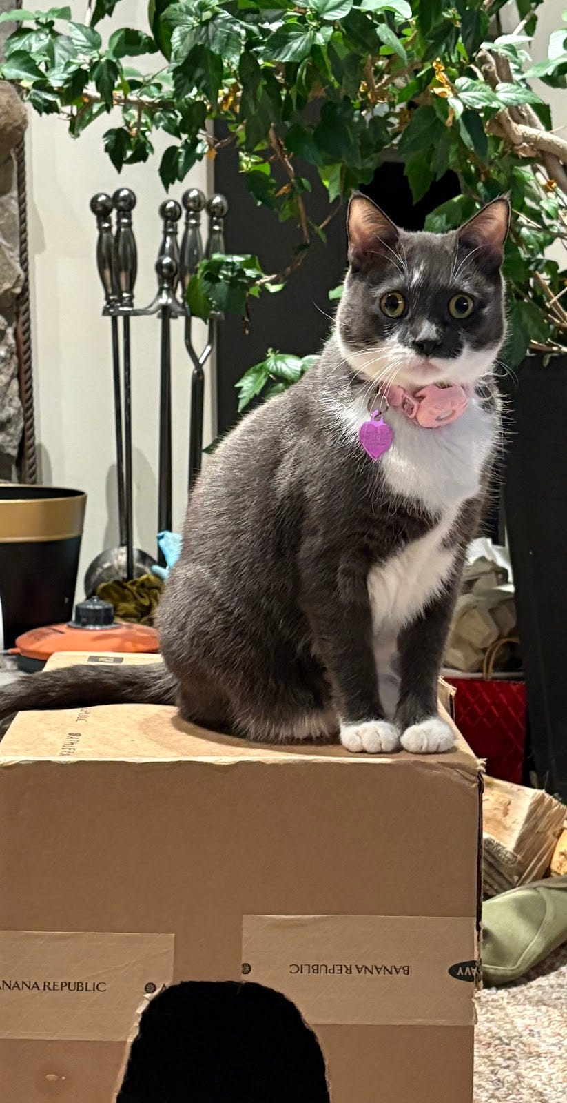 Grey tuxedo cat sitting on top of a box