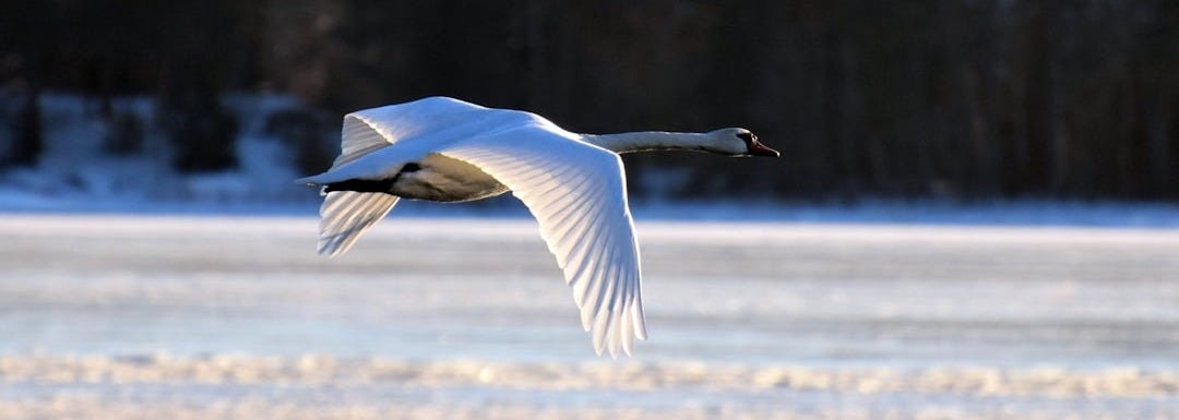 white bird flying over the water during daytime