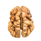 the unremarkable brain