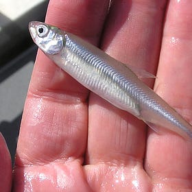 Numlock Sunday: Moira Donovan on the breakthrough in animal tracking tech