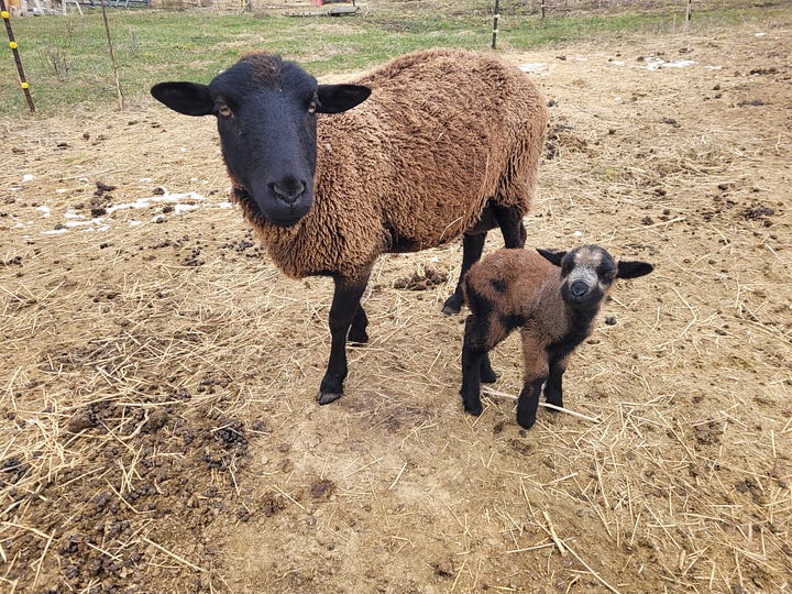 Just Born Lambs!  March 2026