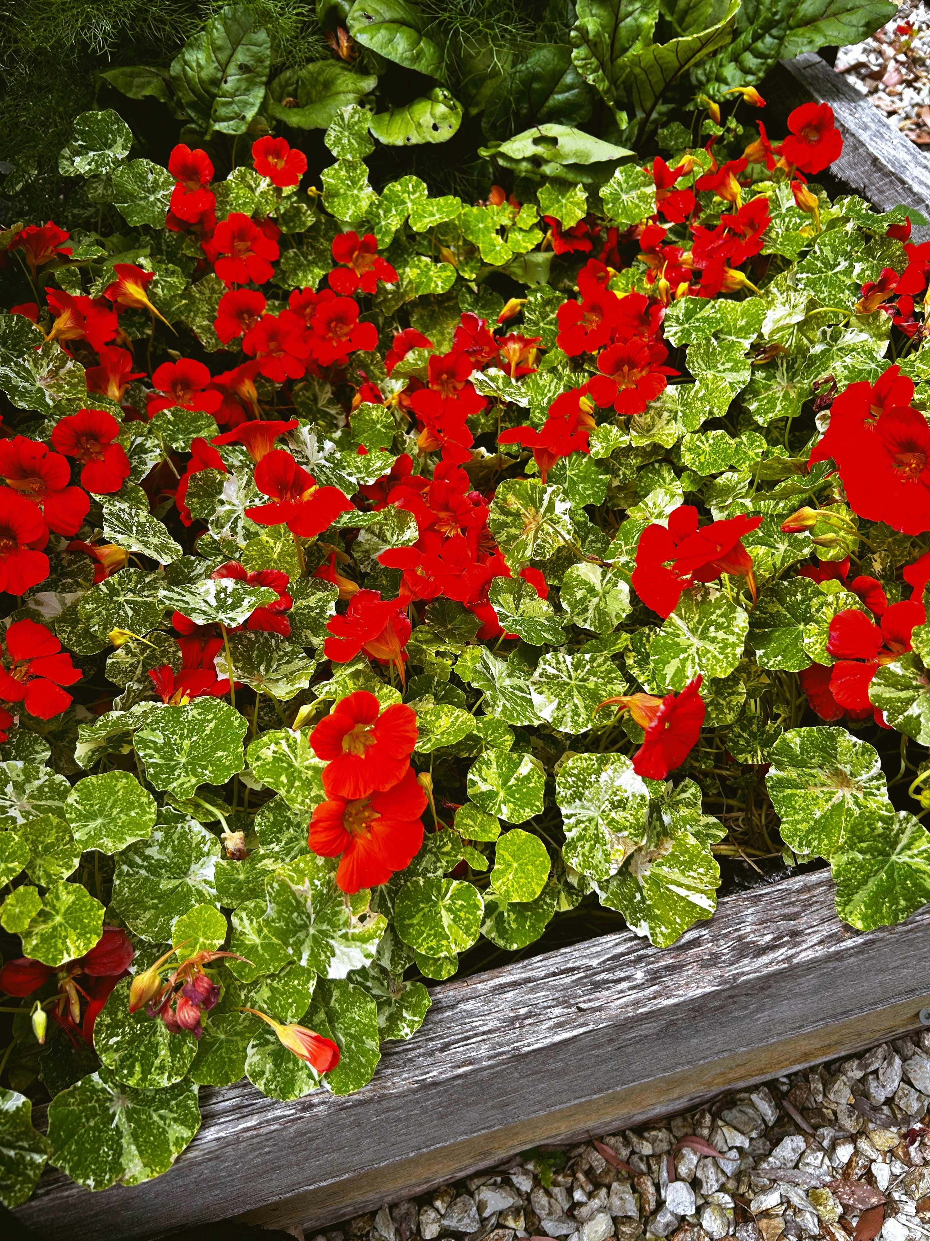 barbie plants Dream Barbie Bubble Rose Plant main image 1