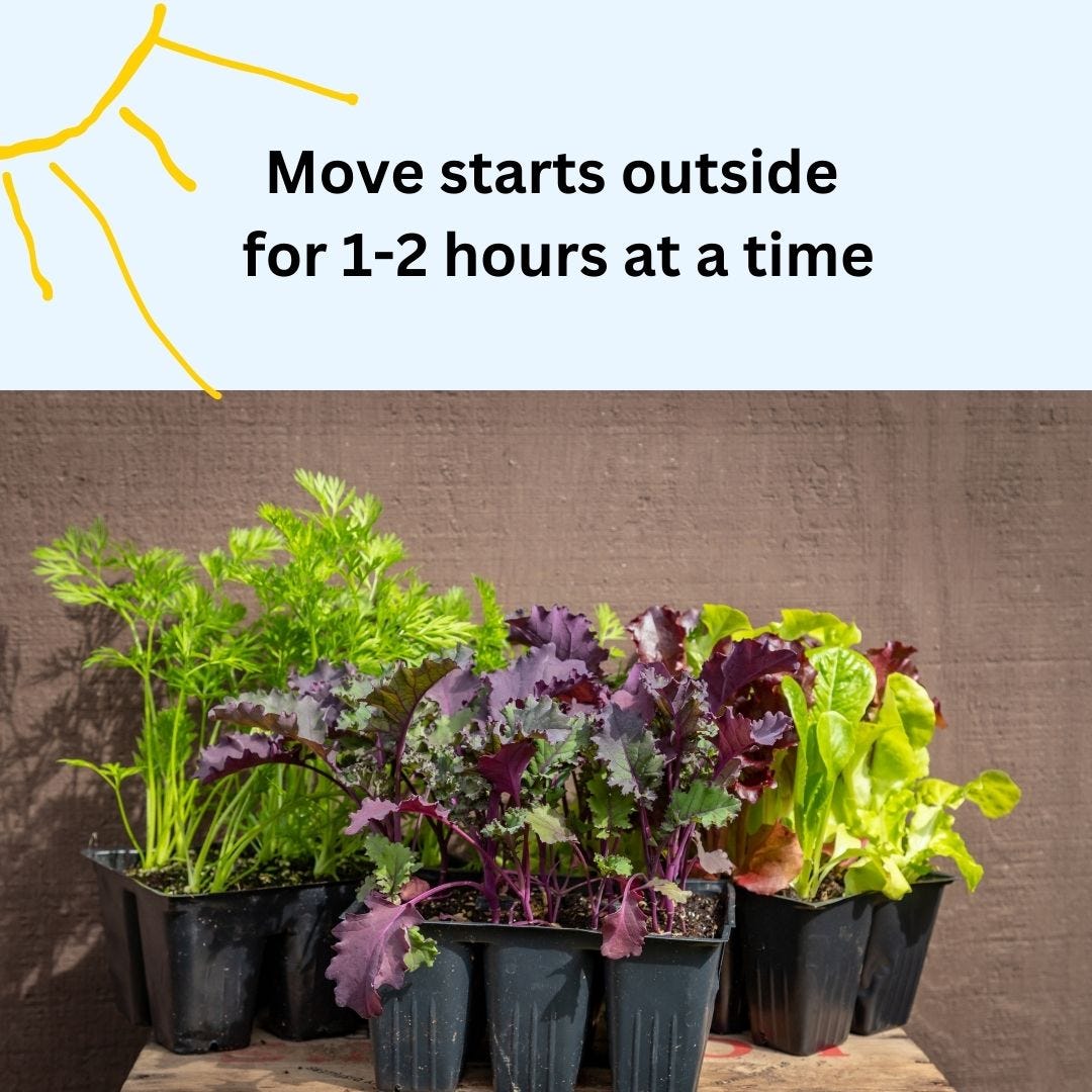 Vegetable starts on a table inside Vegetable starts on a table inside