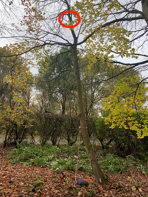 A small tree for mankind, a giant step for Jamie