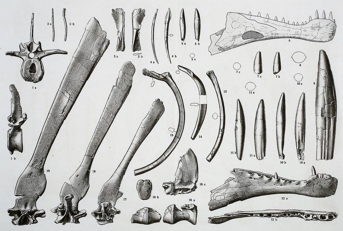 Plate I in Stromer (1915) showing S. aegyptiacus holotype elements