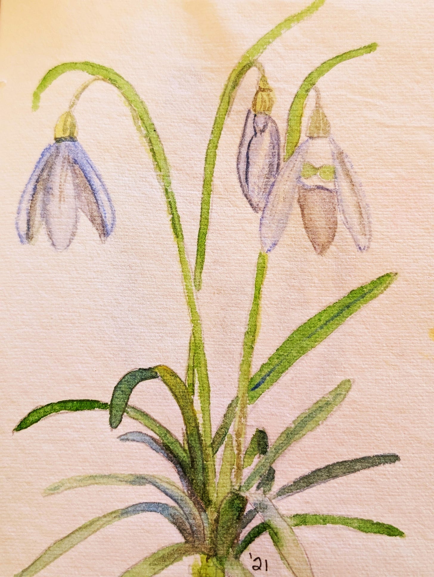 Delicate watercolor snowdrop blooming in soft hues, symbolizing quiet contentment and the gentle arrival of spring. Delicate watercolor snowdrop blooming in soft hues, symbolizing quiet contentment and the gentle arrival of spring.