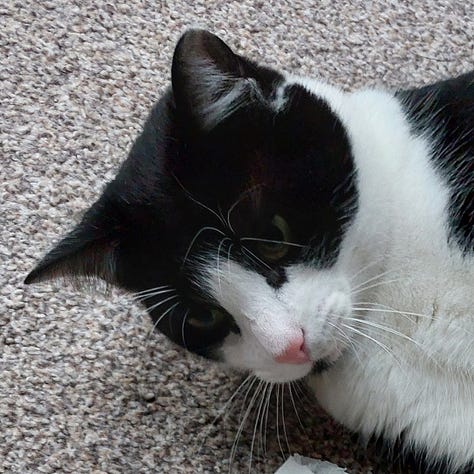 A gallery of photos of Victors black and white tuxedo face