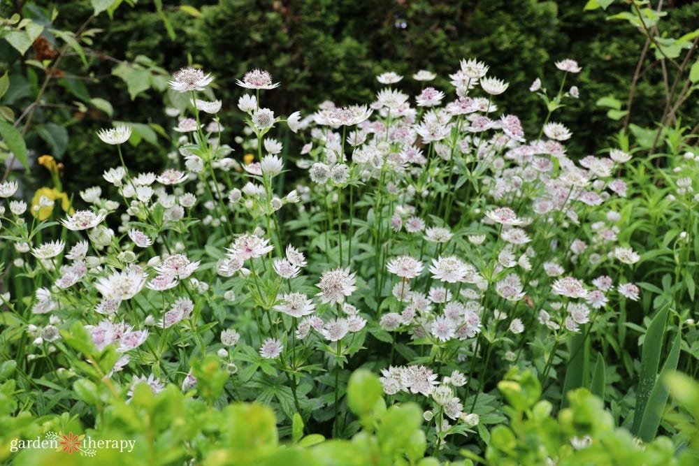 Astrantia major Astrantia major