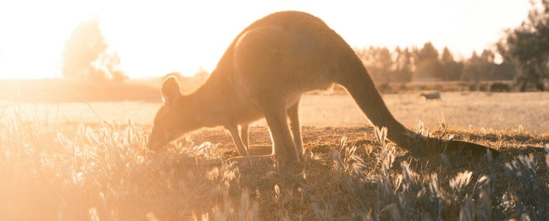 brown joey on grass field