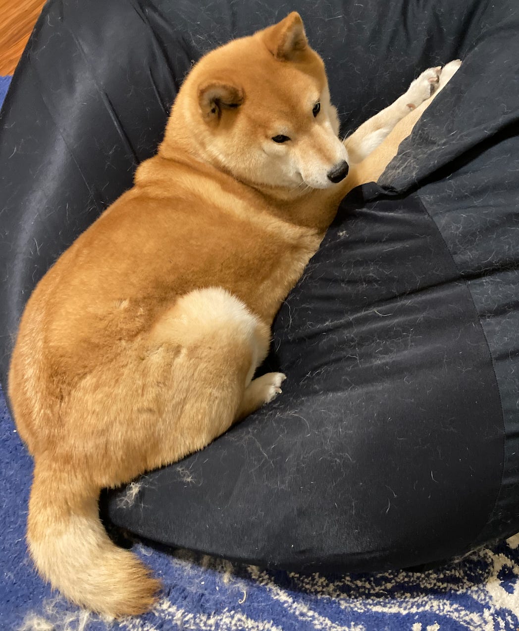 A dog smugly sitting on a beanbag chair and getting fur all over it