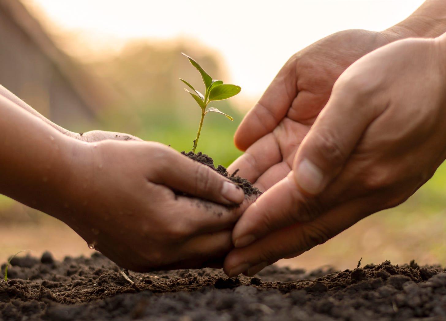 Adult and child hands gently holding a small seedling in soil, symbolizing growth, care, and the shared work of parenting.