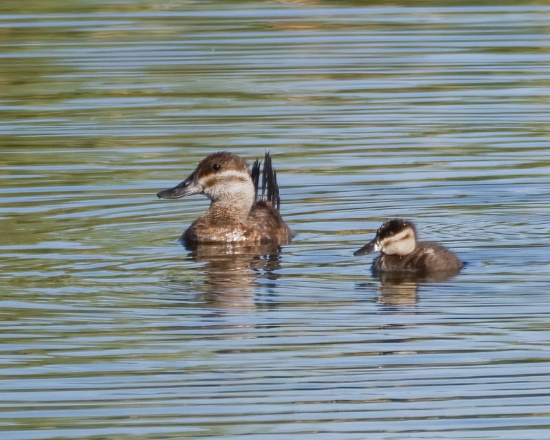 20250922-Sewailo-161-Edit.jpg 20250922-Sewailo-161-Edit.jpg