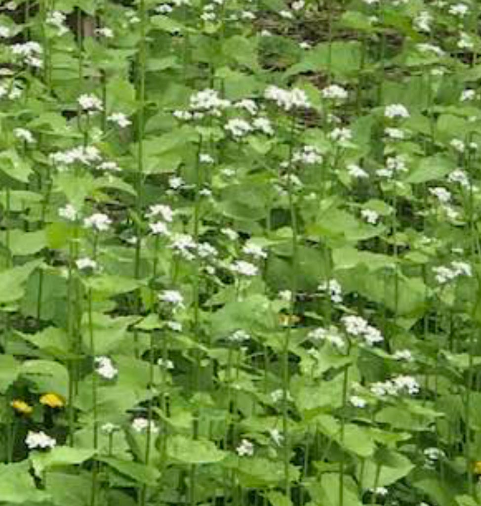Garlic Mustard - Alliaria petiolate