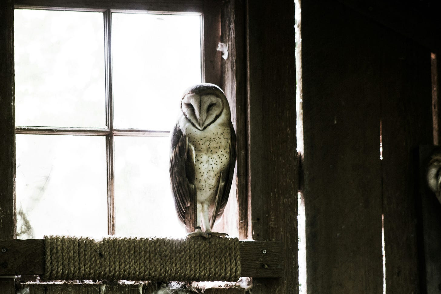 An owl: Visual of the small, quiet, sure voice of your inner wisdom.