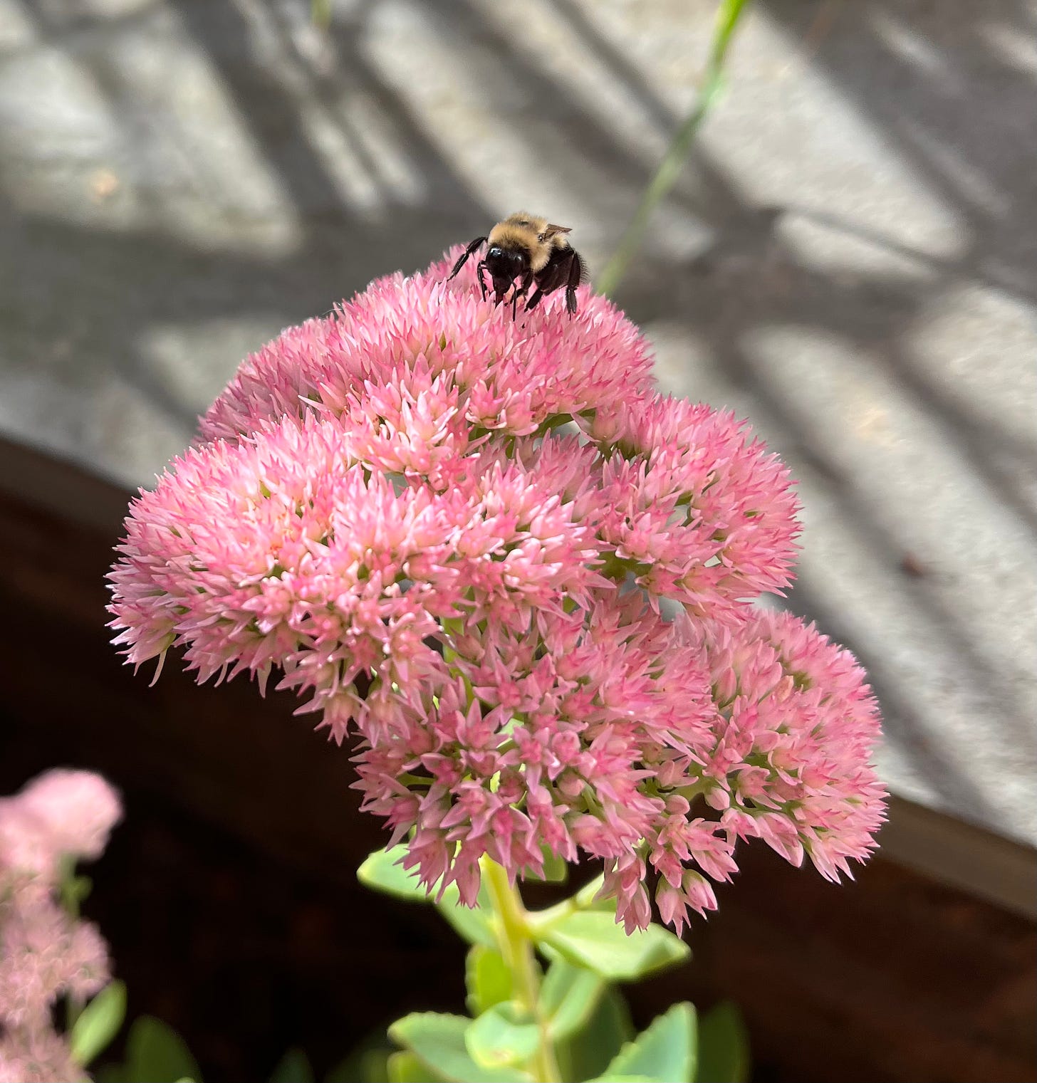 PHoto of a bumblebee on a pink flower.
