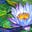 Diamond Ayurveda's avatar